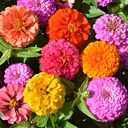 🌺Last Day clearance🌺Double Zinnia Mixed Color Seeds