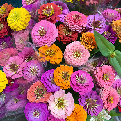 🌺Last Day clearance🌺Double Zinnia Mixed Color Seeds